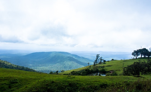 藍黑軍團的 藍黑軍團的